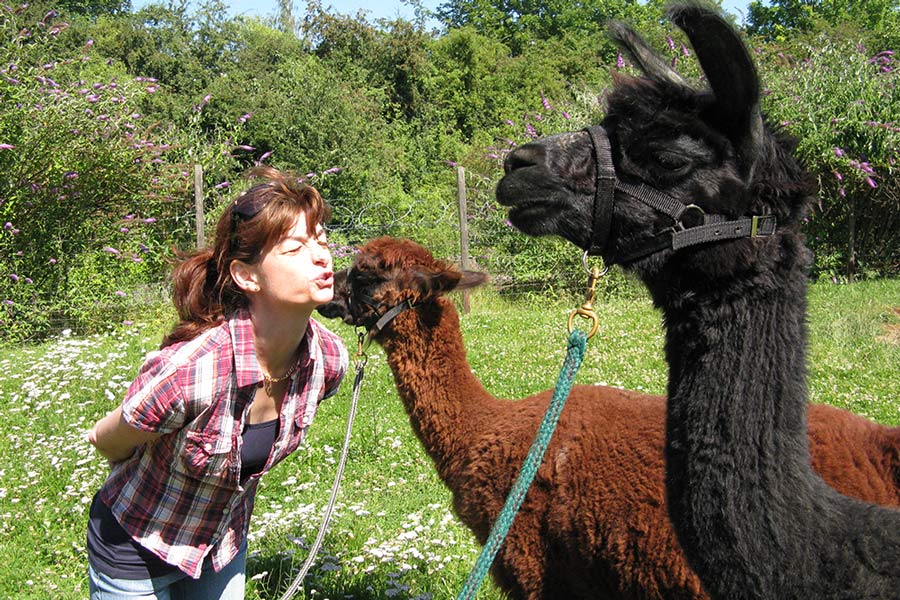 Silke Morini im Kontakt mit den Lamas